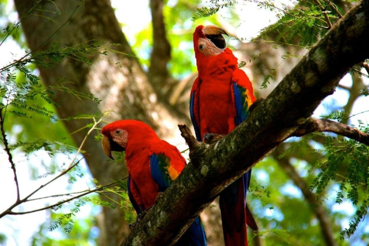 Gaia Hotel & Reserve- Adults Only Nationalpark Nationalpark Manuel Antonio Exterior foto
